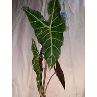 Alocasia Longiloba Plants