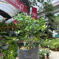 [Paling Horticulture Sdn Bhd] Pearl Murraya 珍珠九里香 “ 一粒金 Bonsai 盆栽