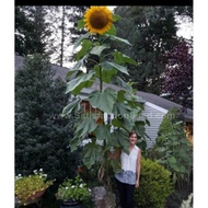 4 biji benih bunga matahari MONGOLIAN GIANT sunflower gred premium seeds