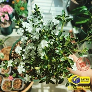 TANAMAN HIAS HIDUP BUNGA SERIBU BINTANG TANAMAN BAHAN BONSAI SERIBU BINTANG/ SERBIN | BAYAR DI TEMPA