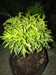 Golden Papua with FREE plastic pot and garden soil (plant for indoor and limited stock only) P-L-A-N