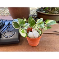 Njoy pothos Money plants