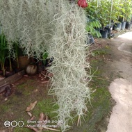 pokok janggut gantung