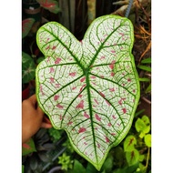 Bulb Only - Strawberry Star Caladium