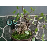Bonsai Beringin Dolar/beringin dolar on the rock