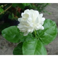 Pokok Bunga Melor Susun Harum Wangi/ Melur Ros Susun Wangi/ Jasminum sambac grand duke Tuscany.