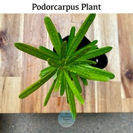 Anak Pokok Podocarpus / Podocarpus Plant / Podorcarpus seedling / Bonsai