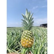 NANAS MD2 MANIS MALAYSIA🇲🇾 MD2 PINEAPPLE 🍍