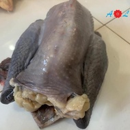 big sale AYAM KAMPUNG GEMUK /ADA YG PUTIH DAN HITAM F5464RY