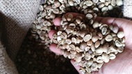 Kopi muria robusta biji mentah 1 kg