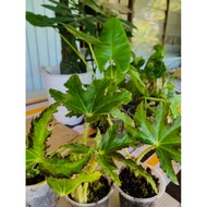 BEGONIA HERACLEIFOLIA/Begonia Bintang