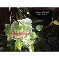 Philodendron Brazil. Stable roots,lush, live plant.