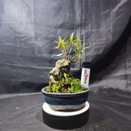 Bonsai beringin ficus California on the rock 