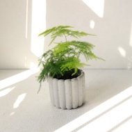 植栽 盆栽 l 文竹(新娘花) 迷人雲狀葉片 室內盆栽 辦公室盆栽