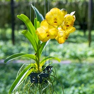 กล้วยไม้ดอกสีเหลืองดอกใหญ่ V.Boonyarit Pastel.กล้วยไม้ต้นนี้ออกดอกเก่งสีสดใสดอกบานทนนานราคาถูกจากสวน