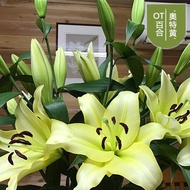 Indoor Dahlia Flower Lily Flower Plant Potted Plant Potted Green Ball Imported Perfume Tulip