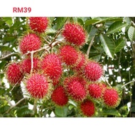 ANAK POKOK RAMBUTAN ANAK SEKOLOH HYBRID