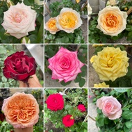 H2O - Rose China 月季 Live Plant