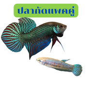 Betta ปลากัดแบบแพคคู่สุดคุ้ม ได้ทั้งหมด2ตัว แบ่งเป็นผู้1+เมีย1 สินค้าเกรดคุณภาพดี ตรงปก ส่งไว