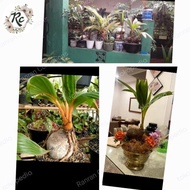 Diskon Tanaman Hias Unik Tunas Kelapa Bonsai Coconut Unique Plus Pot
