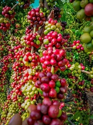 benih kopi ateng super gayo 3 500++