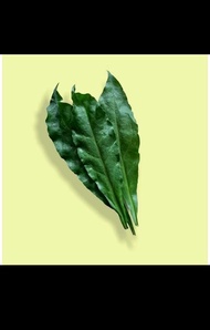 SERBUK DAUN(duri tujuh bintang) cantikka herbal