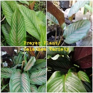 DROPee Online Shop | Prayer Plant - Calathea Ornata | Calathea Variety | Pinstripe