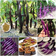 [100% Original Seed] Hybrid Long Eggplant Seeds Vegetables Seeds for Planting (150pcs per pack) Orga