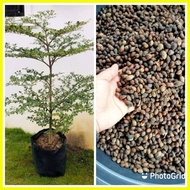 ◲ ✻ ❐ African talisay seeds (1/4 kilo)