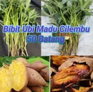 50 batang. bibit ubi Cilembu madu