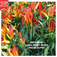 150 Biji bibit unggul cabe rawit setan Pedas Super/ bibit cabe rawit benih cabe rawit setan