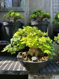 小品盆栽・日本宮樣楓