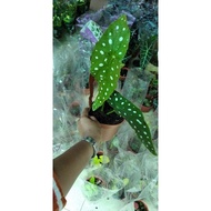 Begonia maculata @ asam batu maculata