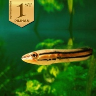 buy Toman Ikan Hias Predator Hiasan Aquarium Aquascape Tanaman Air