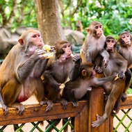 [South Bay Monkey Island Ecological Touring Area-Monkey Island Ticket+Daido Island Ticket+Bathtub Ha