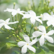 Pokok Bunga Jasmine Thai