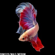 Fish Betta Fish Halfmoon Pink Red / Cupang Hias Halfmoon BEST QUALITY