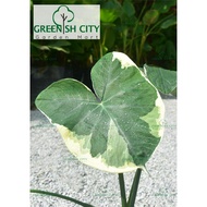 GNC - Caladium Mickey Mouse Taro Rare Live Plant Pokok Keladi