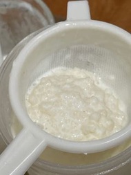 Milk Kefir Grains 奶克菲爾bb