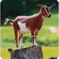 Merawat masalah K3nc1ng tak L4w4s