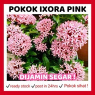 RINA • pokok Ixora pink daun kecil jenis renek • coccinea jejarum pecah periuk siantan seganding jan