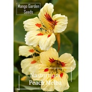 Nasturtium Peach Melba Flower Seeds - 30 Seed *Pot Friendly* Edible, Pasu, Peach - Mango Garden