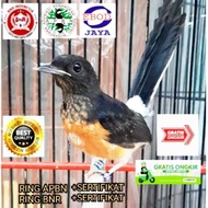 Burung Murai Batu Medan Trotol Jantan Trah Prestasi Ring Apbn !! Ready