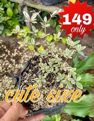 variegated African talisay affordable plant small size small plant