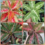 Aglaonema Legacy series Pink Red Black and White live plants and stable