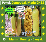 Anak Pokok Cempedak Madu CH 28 尖不叻CH28 Sapling Artocarpus integer CH28