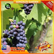 Anak Pokok Anggur Tasmania Grape Pokok Premium