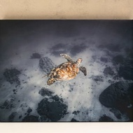 原創水攝 海洋風格油畫布 掛畫 小琉球海龜