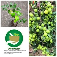 Terlaris bibit pohon buah apel putsa - tabulampot apel putsa siap berbuah