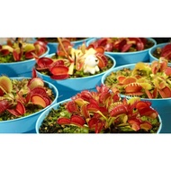 [Bunface Potato Carnivorous Plants] Dionaea 'Typical' Venus Flytrap